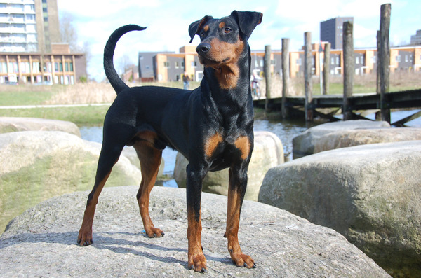 Daisy's Pride Duitse Pinschers