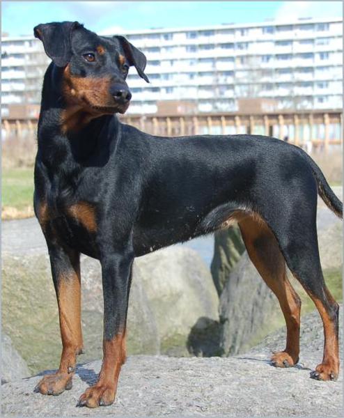 Daisy's Pride Duitse Pinschers