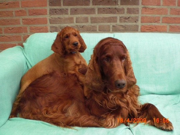 Ierse Setter
