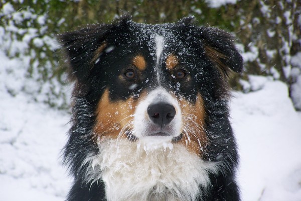 Australian Shepherd