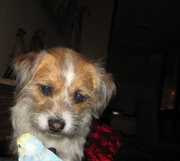 Storm en Tommie de parkiet