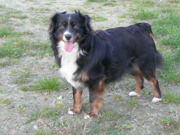 Australian Shepherd