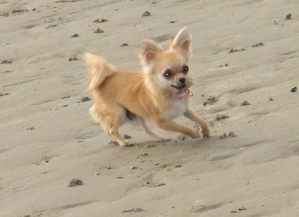 Chihuahua, langhaar