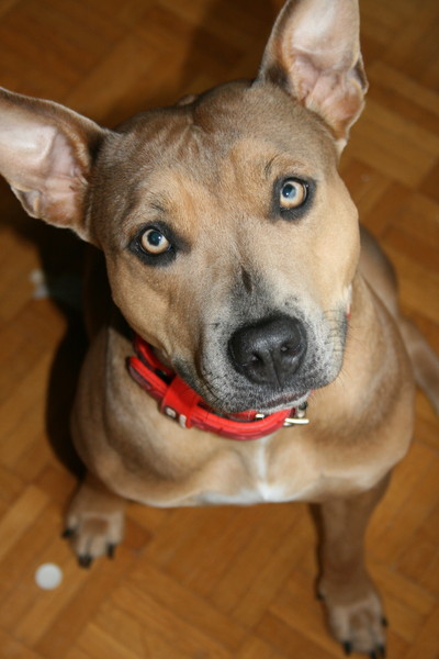 American Staffordshire Terrier