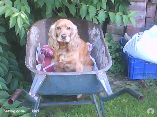 Engelse Cocker Spaniel