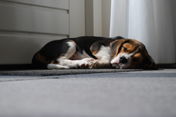 Sjok geniet van avondzon