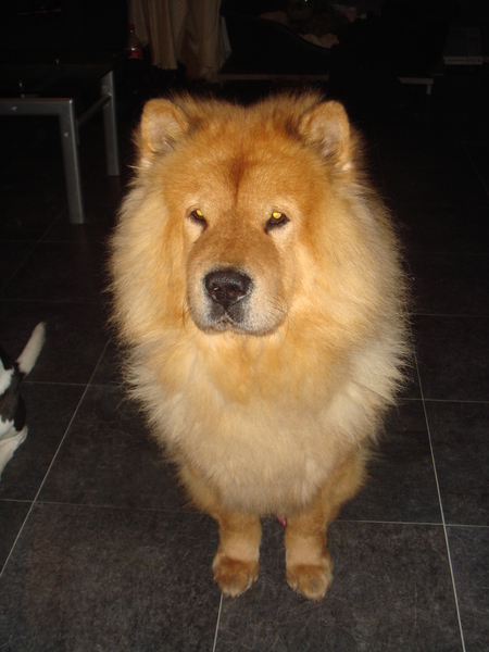 Chow chow