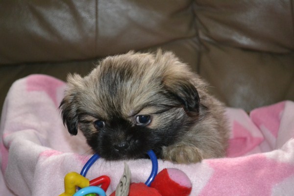 van de falconsbeautys