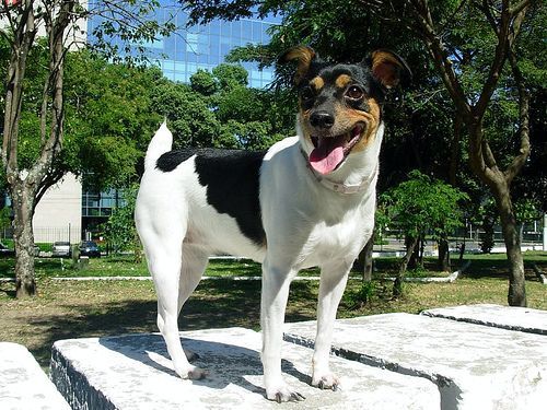 Braziliaanse Terrier