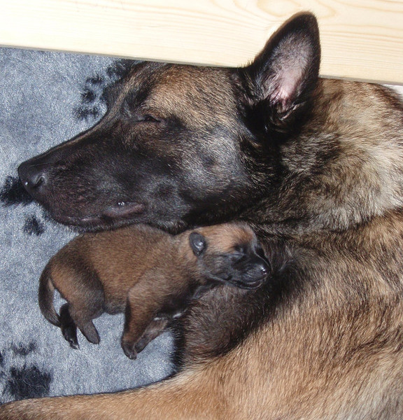 Kennel Van Goeden Huize