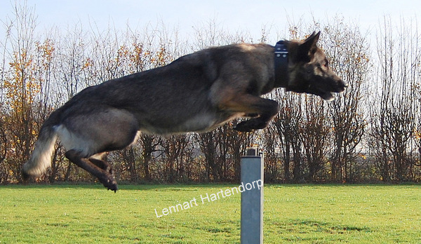 Kennel Van Goeden Huize