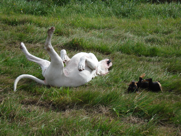 Liefde is alles na doen van je grote voorbeeld