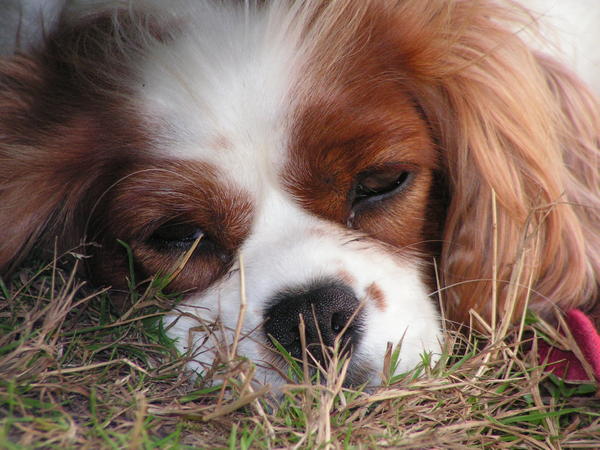 Cavalier King Charles Spaniel