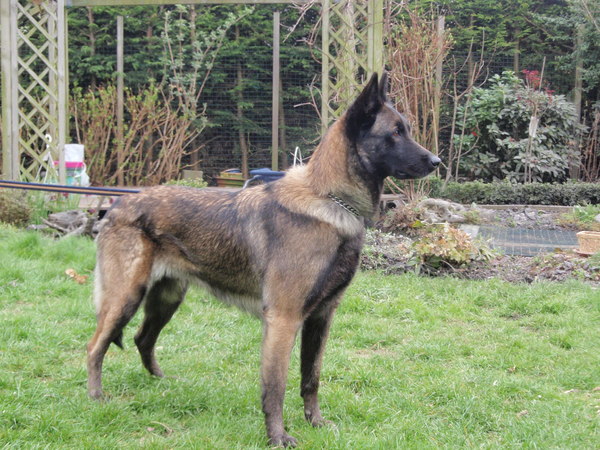 Kennel Van Goeden Huize