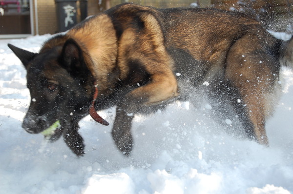 Kennel Van Goeden Huize