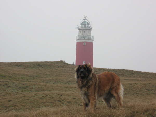Leonberger
