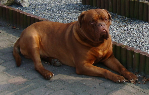 Bordeauxdog