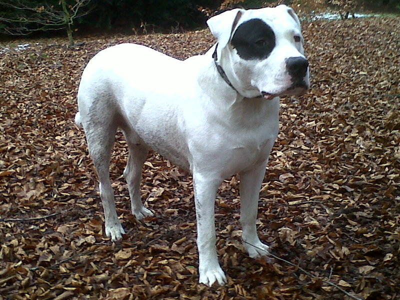 Dogo Argentino