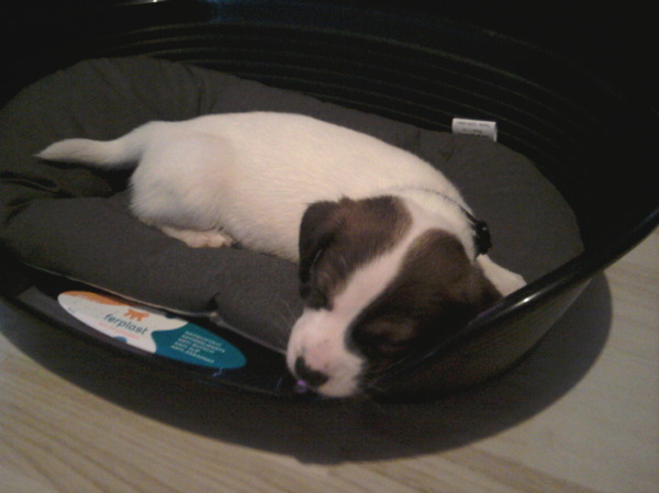 Jack Russell Terrier