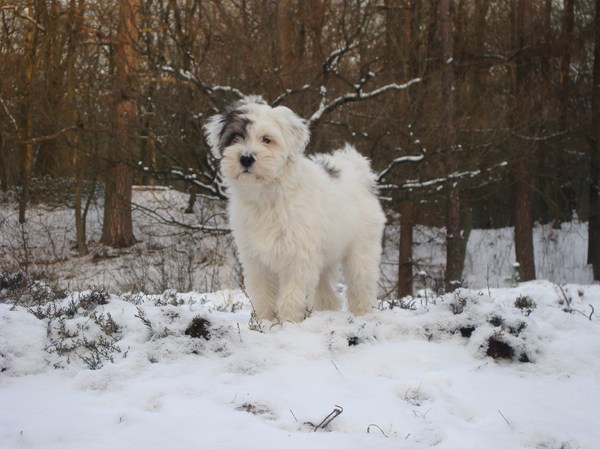 Tibetaanse Terrier