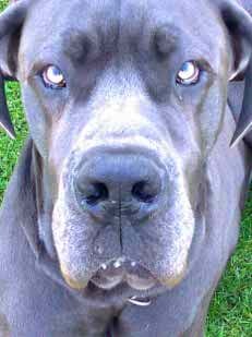 Duitse Dog, blauw