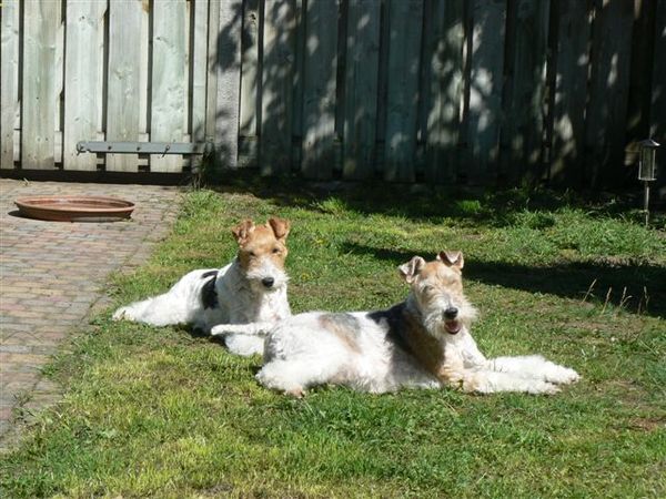 Foxterrier, draadhaar