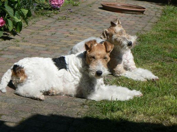 Foxterrier, draadhaar