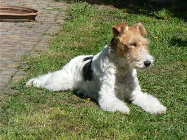 Foxterrier, draadhaar