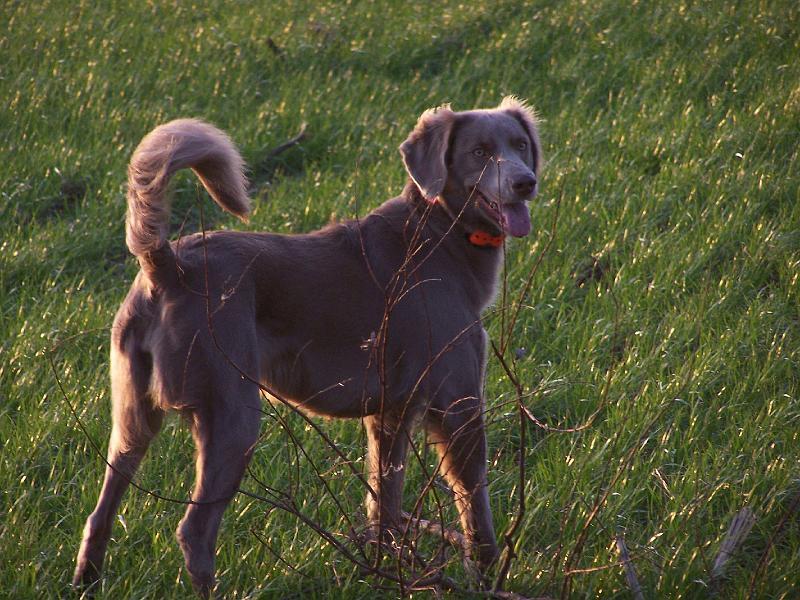 Weimaraner, langhaar