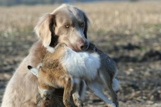 Weimaraner, langhaar