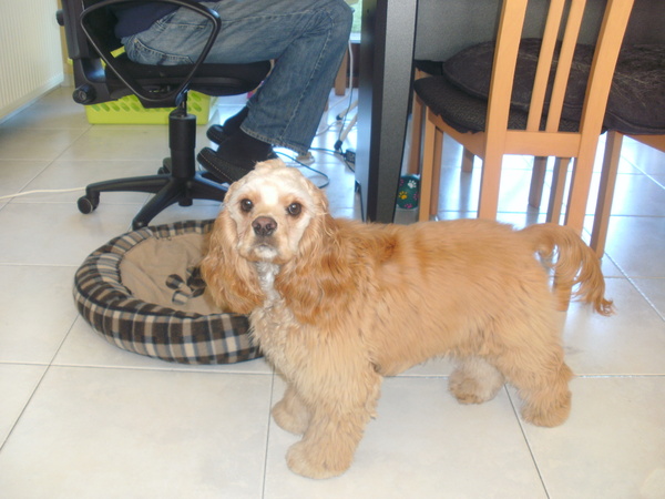 Amerikaanse Cockerspaniel