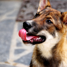 Een gek bekkie, jonge geleerd is oud gedaan?