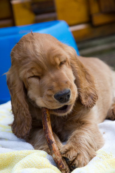 Jambo kijkt raar tijdens ze op een tak bijt