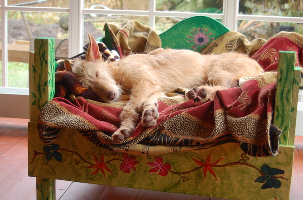 heerlijk slapen op mijn eigen bed,wat mijn baasjes voor mij hebben gemaakt