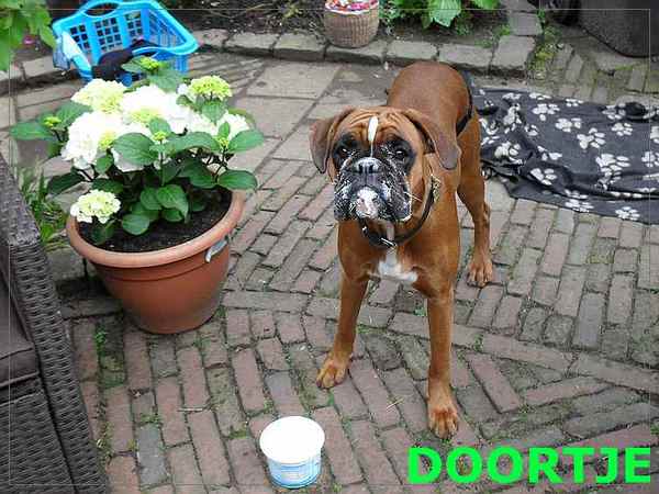 Eeen lekker kwarkbekkie