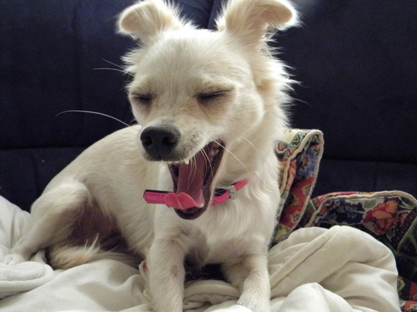 Kijk eens hoe een lange tong !