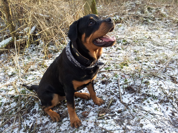Rottweiler