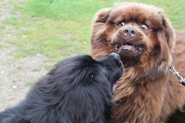 Zo'n eerste kennismaking is ook heel angstaanjagend...