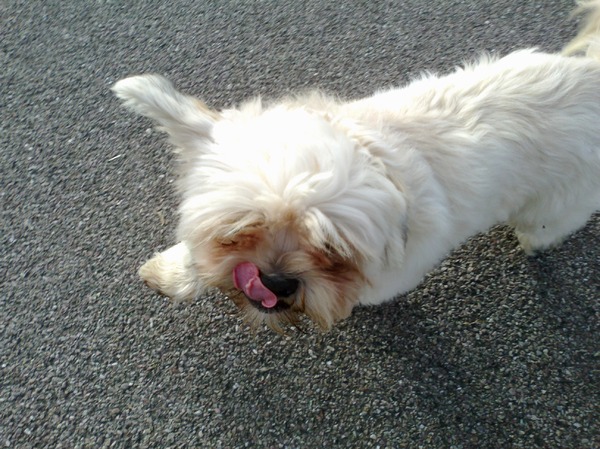 het hoogte punt...de tong