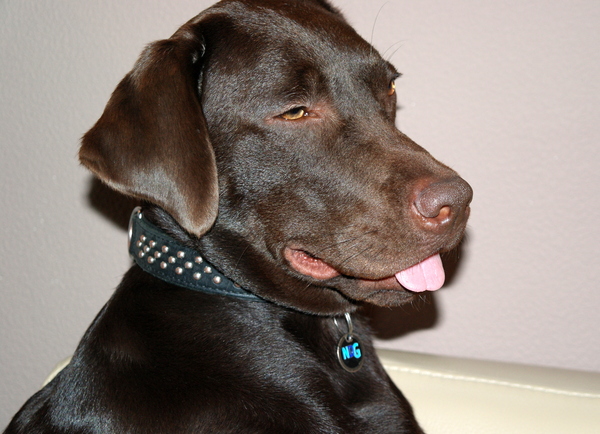 Gek bekkie of leuk bekkie....