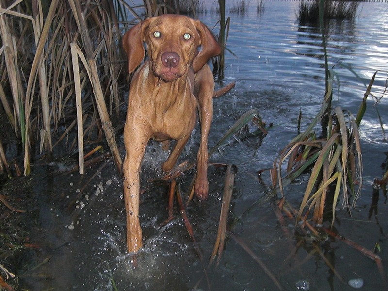 Vizsla (Hongaarse staande hond)