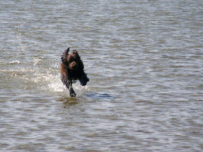 Choco rennend over het water...