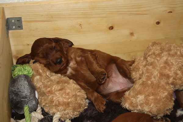 Marlland Irish Setters 