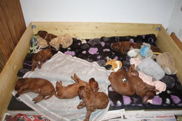 Marlland Irish Setters 