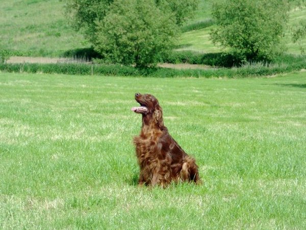 Marlland Irish Setters 