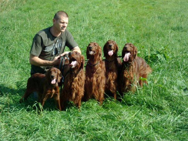 Marlland Irish Setters 