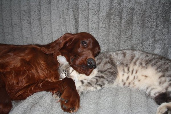 Marlland Irish Setters 