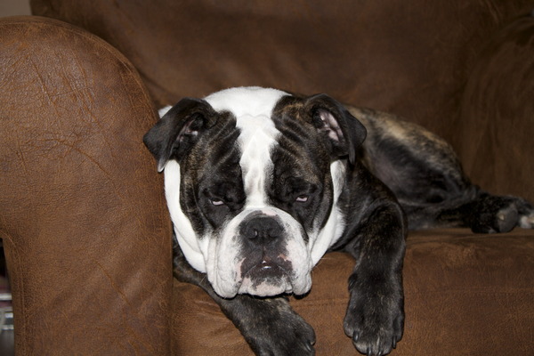 Old English Bulldog