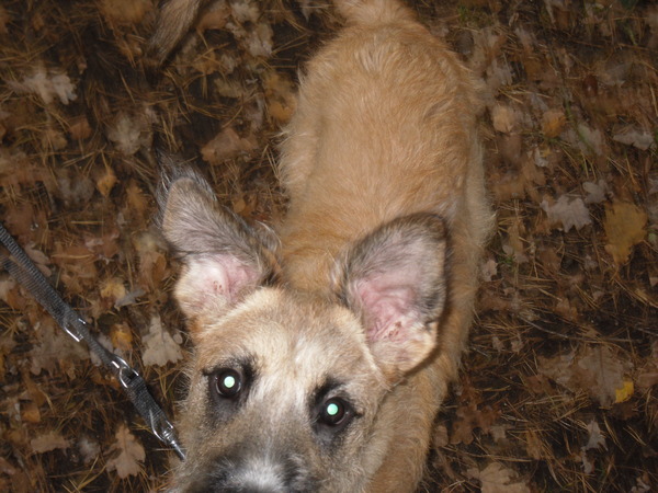 Fennah, de vleermuis!