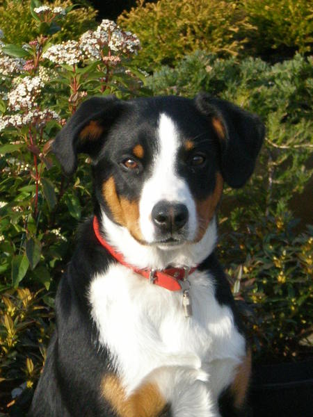 Appenzeller Sennenhond